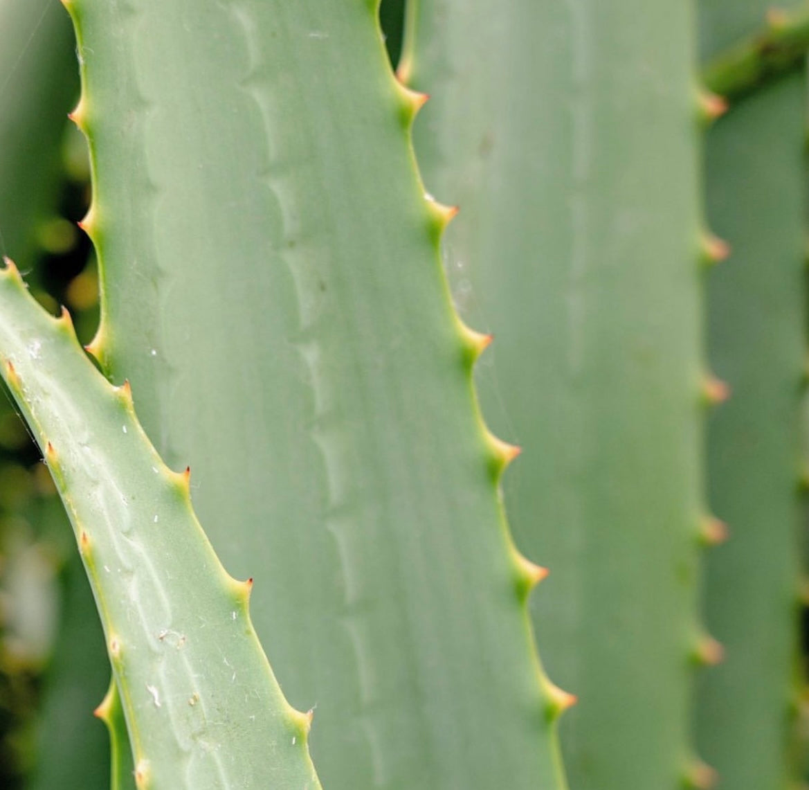 The Power of Plants: Why Plant-Based Skincare Is Catching Up